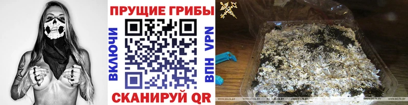Галлюциногенные грибы Psilocybine cubensis Касимов